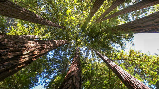 Tree and Shrub Care in Woodburn, IN