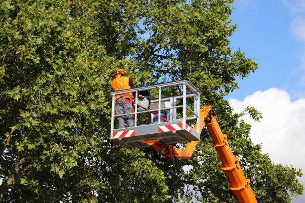 Best Tree Maintenance Programs  in Woodburn, IN