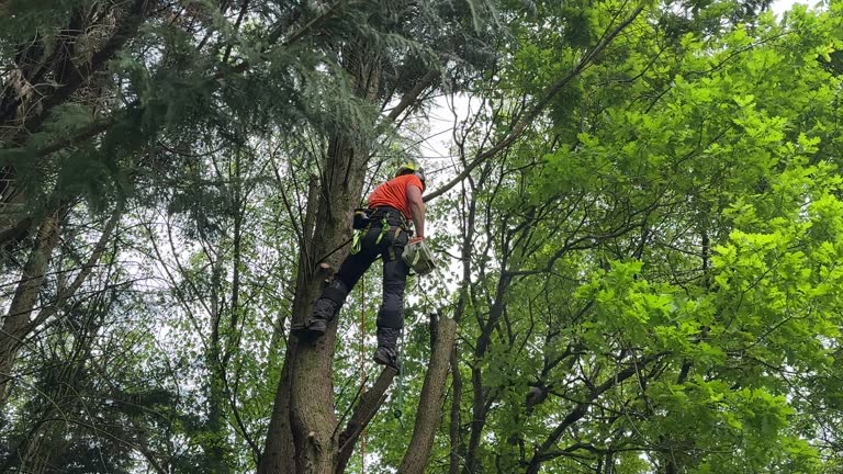 Best Weed Control  in Woodburn, IN