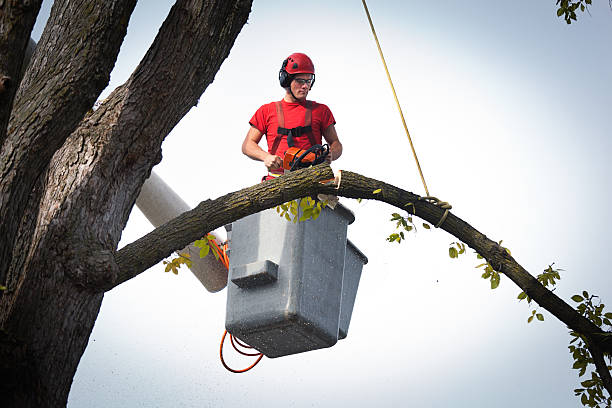 Why Choose Our Tree Removal Services in Woodburn, IN?